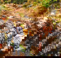 Full-day Springbrook National Park Tour from the Gold Coast - Maitland Accommodation