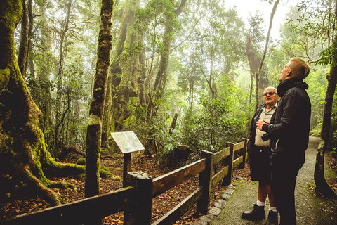 Full-day Springbrook National Park Tour From The Gold Coast - Maitland Accommodation 1