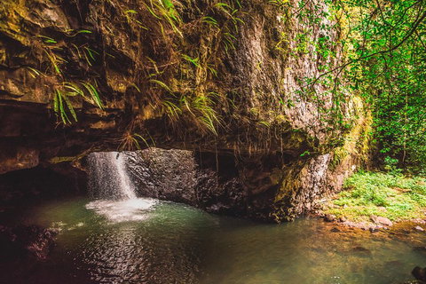 Full-day Springbrook National Park Tour From The Gold Coast - Maitland Accommodation 4