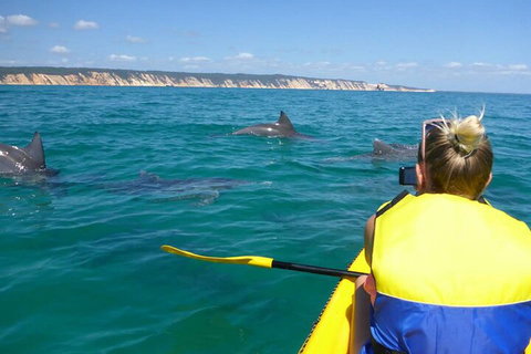 Kayak With Dolphins And 4WD Great Beach Drive Day Trip From Noosa - Maitland Accommodation 1