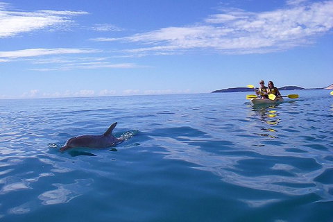 Kayak With Dolphins And 4WD Great Beach Drive Day Trip From Noosa - Maitland Accommodation 2