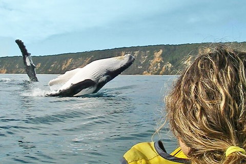 Kayak With Dolphins And 4WD Great Beach Drive Day Trip From Noosa - Maitland Accommodation 3