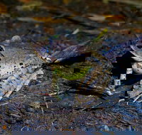 Glow Worms Private Tour - Nocturnal Rainforest Walk - Maitland Accommodation