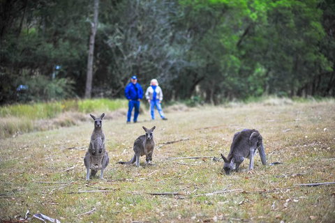 Blue Mountains Private Tour From Sydney - Maitland Accommodation 2