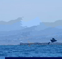 The Byron Bay Sea Kayak Tour - Maitland Accommodation