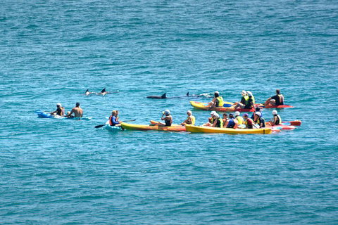 The Byron Bay Sea Kayak Tour - Maitland Accommodation 1