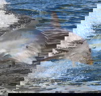 Noosa Oceanrider Scenic Dolphin Safari - Maitland Accommodation