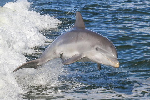 Noosa Oceanrider Scenic Dolphin Safari - Maitland Accommodation 0
