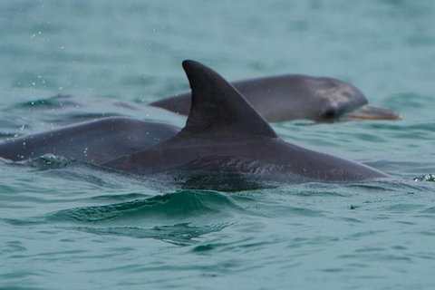 Noosa Oceanrider Scenic Dolphin Safari - Maitland Accommodation 1