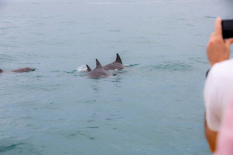 Noosa Oceanrider Scenic Dolphin Safari - Maitland Accommodation 2