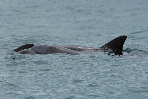 Noosa Oceanrider Scenic Dolphin Safari - Maitland Accommodation 3