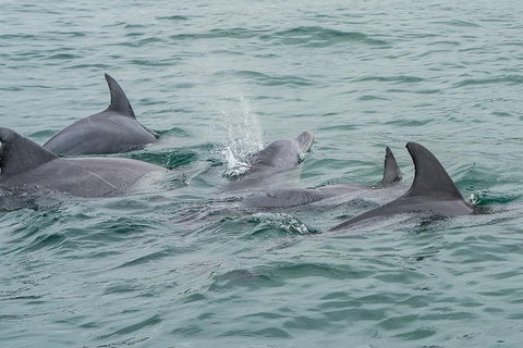 Noosa Oceanrider Scenic Dolphin Safari - Maitland Accommodation 5