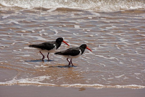 1770 Coastline Tour By LARC Amphibious Vehicle Including Picnic Lunch - Maitland Accommodation 2