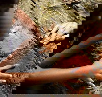 Ngana Julaymba Dungay - Full Day - Maitland Accommodation