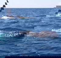 Noosa Whale Watching - Maitland Accommodation