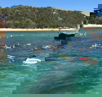 All Inclusive Dolphin and Tangalooma Wrecks Cruise - Maitland Accommodation
