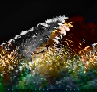 Sydney Taronga Zoo General Entry Ticket - Maitland Accommodation