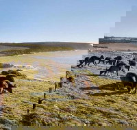 Kangaroo Island Personal Group Tours - Maitland Accommodation