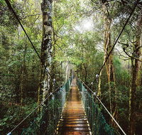 O'Reilly's  Lamington National Park from Gold Coast - Maitland Accommodation