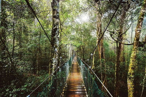 O'Reilly's & Lamington National Park From Gold Coast - Maitland Accommodation 0