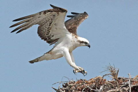 Pink Lake + Abrolhos Islands Nature Tour - Maitland Accommodation 3