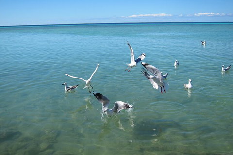 Pink Lake + Abrolhos Islands Nature Tour - Maitland Accommodation 5