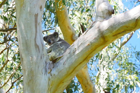 Best Of Moreton Bay Cruise - Maitland Accommodation 2