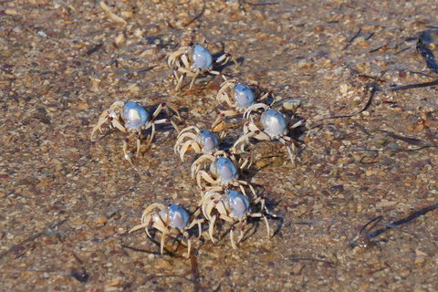 Best Of Moreton Bay Cruise - Maitland Accommodation 3