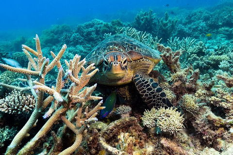 Great Barrier Reef Day Cruise From Cairns Including Snorkeling And Marine Biologist Presentation - Maitland Accommodation 4