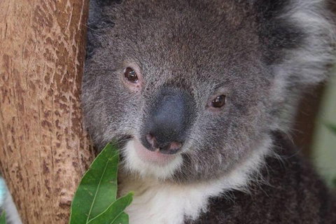 All Inclusive Blue Mountains Small-Group Day Trip From Sydney - Maitland Accommodation 1