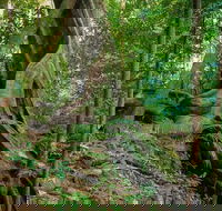 Private Daintree Mossman Gorge Exclusive Nature and Wildlife Focus - Maitland Accommodation