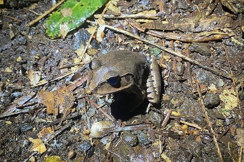 Evening Rainforest & Glow Worm Experience - Maitland Accommodation 1