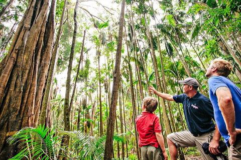 Natural Bridge & Springbrook Waterfalls Tour + Hot Air Balloon With Breakfast - Maitland Accommodation 5