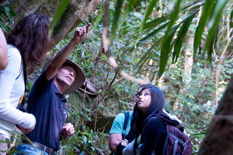 Natural Bridge & Springbrook Waterfalls Tour - Maitland Accommodation 4