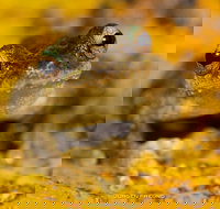 Daintree and Cape Tribulation Full Day Guided Tour - Maitland Accommodation