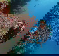 Silversonic Outer Great Barrier Reef Dive and Snorkel Cruise from Port Douglas - Maitland Accommodation