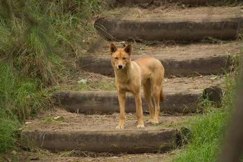 Blue Mountains Small-Group Insider Tour From Sydney - Maitland Accommodation 3