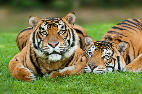 The Ultimate Gold Coast Attractions Pass - Maitland Accommodation 2