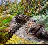 Cradle Mountain National Park Day Tour from Launceston - Maitland Accommodation