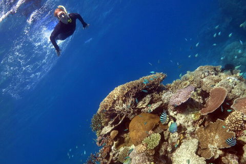 Silverswift Outer Great Barrier Reef Dive And Snorkel Cruise From Cairns - Maitland Accommodation 3