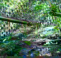 Double Pack-Ancient Rainforest and Waterfalls - Maitland Accommodation