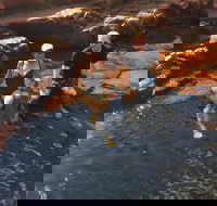 One Day Litchfield Park Adventures - Maitland Accommodation