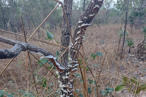 One Day Litchfield Park Adventures - Maitland Accommodation 3