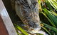 Litchfield Park Adventures And Jumping Crocodile Cruise + Butterfly Farm - thumb 1