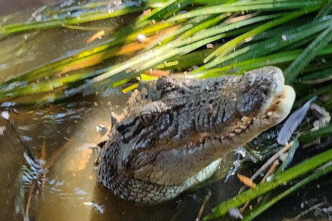 Litchfield Park Adventures And Jumping Crocodile Cruise + Butterfly Farm - Maitland Accommodation 4