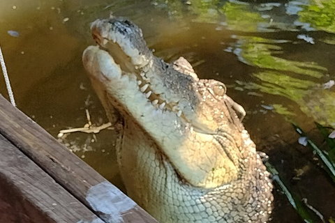 Litchfield Park Adventures And Jumping Crocodile Cruise + Butterfly Farm - Maitland Accommodation 5