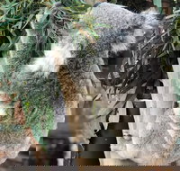 Private Blue Mountains and Wildlife Park Tour from Sydney with Barbecue Lunch - Maitland Accommodation