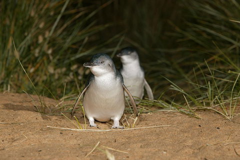 Phillip Island Penguin, Brighton Beach, Moonlit Sanctuary From Melbourne - Maitland Accommodation 2
