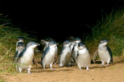 Phillip Island Penguin, Brighton Beach, Moonlit Sanctuary From Melbourne - Maitland Accommodation 5