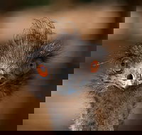 Currumbin Wildlife Sanctuary General Entry Ticket - Maitland Accommodation